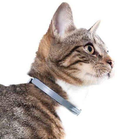 Best Flea Collar for Cats in 2020 - PestSeek