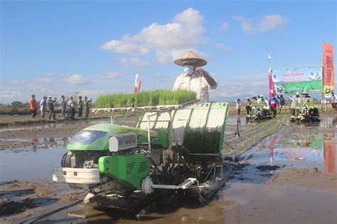 BPTP NTB Kenalkan Padi Khusus Di Sumbawa Technology Indonesia