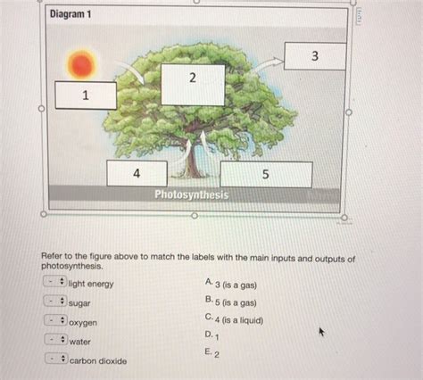 Solved Diagram 1 Photosynthe Refer To The Figure Above To Chegg