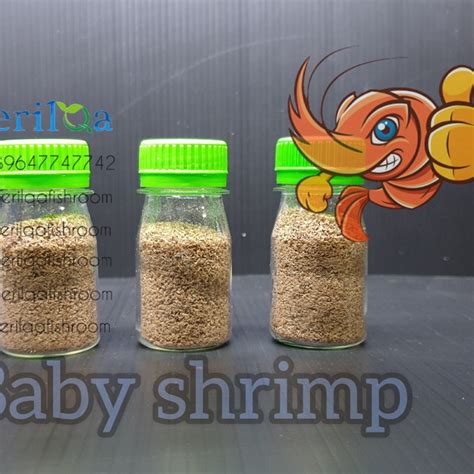 Jual Baby Shrimp Pakan Ikan Cupang Ikan Hias Repack Shopee Indonesia