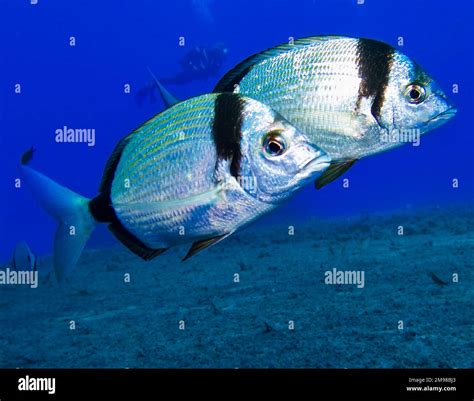 Two Banded Sea Bream From Cyprus Stock Photo Alamy