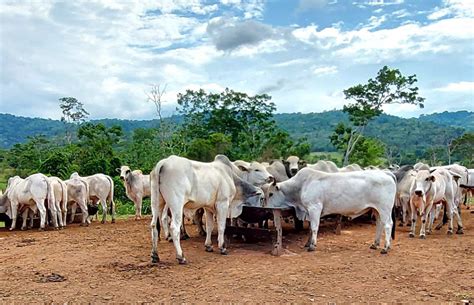 Suplementação Bovina Blog Da Vaccinar Nutrição E Saúde Anima