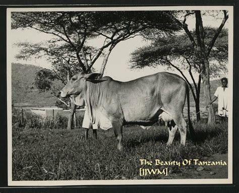 THE BEAUTY OF TANZANIA: CHIEF MKWAWA SKULL RETURN JUNE 1954