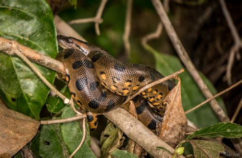 Baby Anaconda Fiery Amazon Ecuador And Galapagos