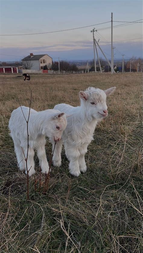 Two Baby Sheep Standing Next To Each Other In A Field