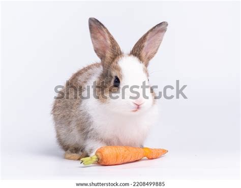 Cute Baby Rabbit Eating Baby Carrot Stock Photo 2208499885 | Shutterstock