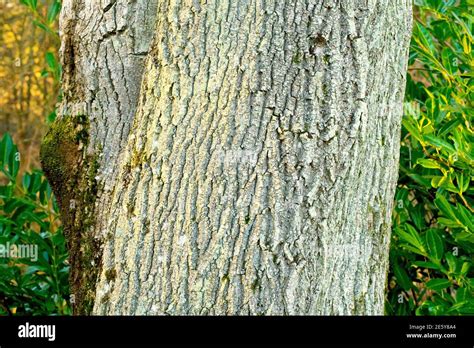 Ash Tree Bark Hi Res Stock Photography And Images Alamy