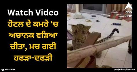 Leopard Enters Staff Room At Heritage Hotel In Jaipur Viral Video