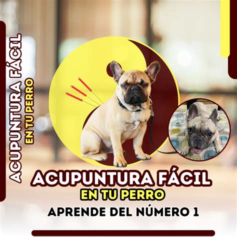 ACUPUNTURA FÁCIL EN TU PERRO Doctor Vicente Calderón Hotmart