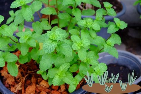 Comment Faire Pousser De La Menthe En Pot Et Au Jardin