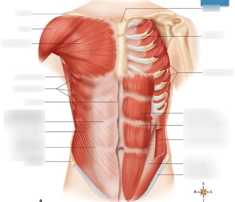 Gross Anatomy Exam 1 Anterior Thorax Part 1 Diagram Quizlet