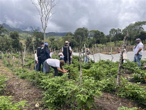 Fao Honduras On Twitter Comunidad La Lima Puca Vegetales