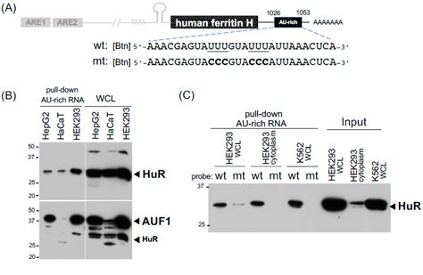 Figure 3 From Optimization Of Biotinylated RNA Or DNA Pull Down Assays