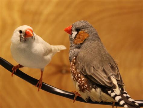 Zebra Finch Male Vs Female