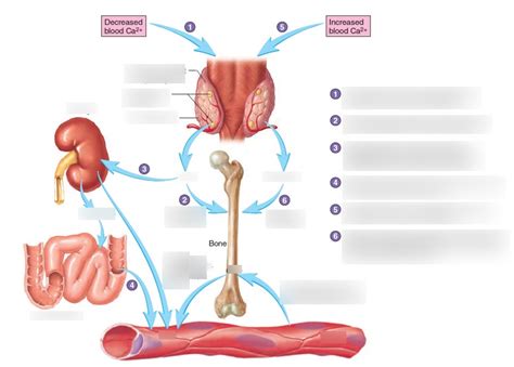 Calcium Homeostasis Diagram Quizlet