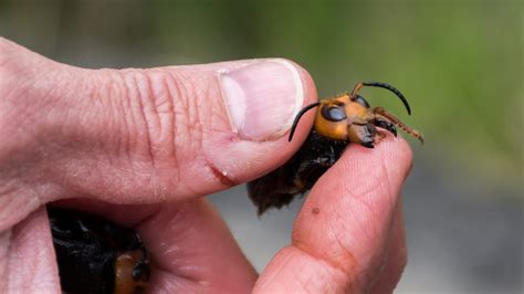 Washington State Discovers First ‘murder Hornet Nest In Us Pbs Newshour