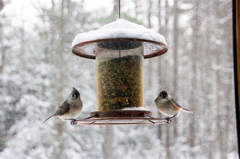 Best Bird Seed for Wild Birds, Songbirds & More | Outdoor Life