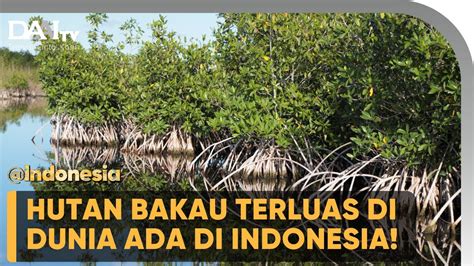 Hutan Bakau Terluas Di Dunia Indonesia Youtube