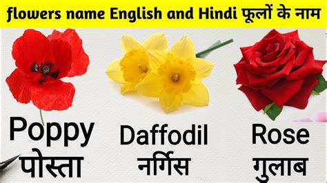 Daffodil Flower Name In Hindi Language Best Flower Site