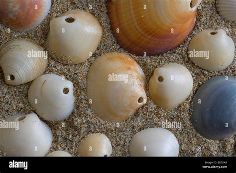 Lamellibranchia Hi Res Stock Photography And Images Alamy