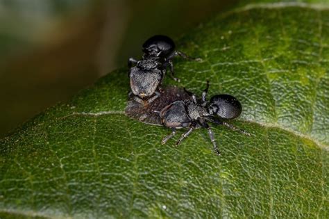 Interacci N Simb Lica Entre Hormigas Tortuga Del G Nero Cephalotes E