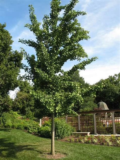 Ginkgo Biloba Princeton Sentry Kiefer Nursery Trees Shrubs