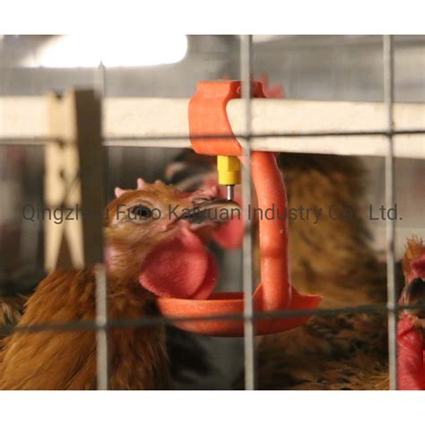 Poultry Farming Equipment for Chicken/Broiler/Breeder - China Automatic ...