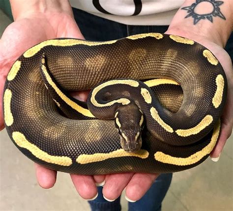 Richard Allen On Instagram Eruptor Ball Python Male At Reptile