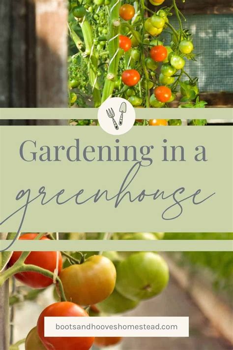 What To Grow In A Greenhouse Boots And Hooves Homestead Greenhouse