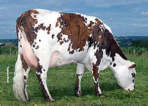 Normande – Dairy Cattle Registry