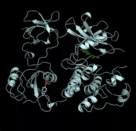 12 Facts About Tyrosine kinase | FactSnippet