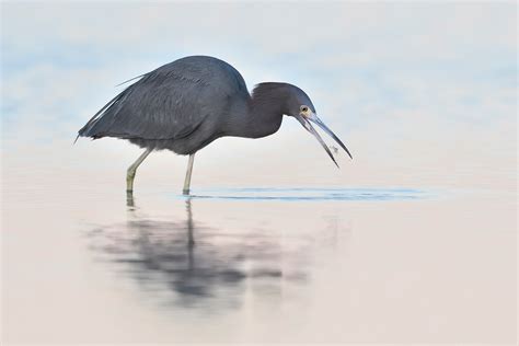 Little Blue Heron | Audubon Field Guide