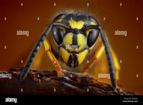 wasp environment  res stock photography  images alamy