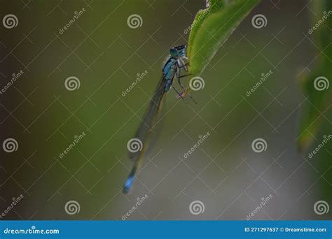 Odonata Royalty Free Stock Photography 162367163