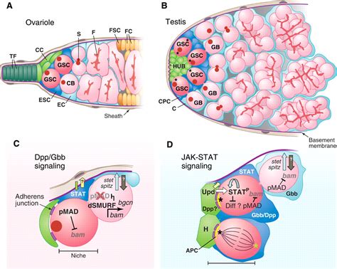 Male And Female Drosophila Germline Stem Cells Two Versions Of