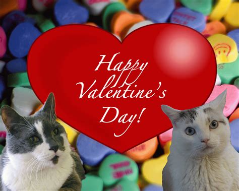 Animal Shelter Volunteer Life Happy Valentines Day