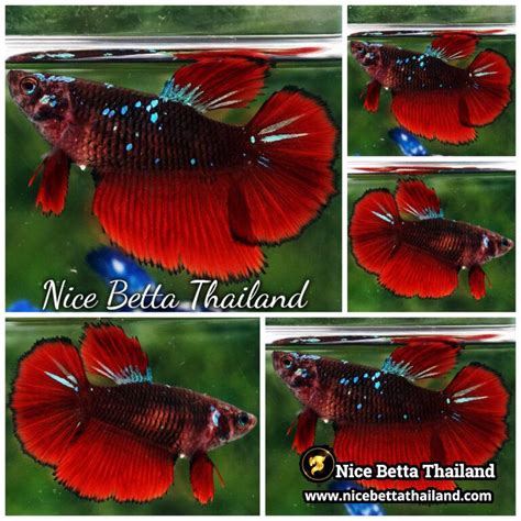 red betta fish  sale nicebettathailandcom