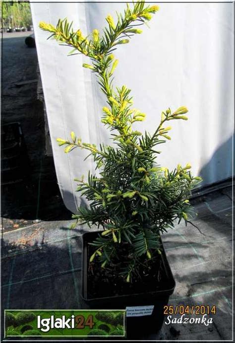 Taxus Baccata Aurea Cis Pospolity Aurea FOTO Internetowy Sklep