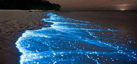 About Mexico's magical bioluminescence