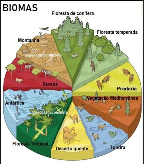 A Pyramid Map Of The Worlds Biomes Artofit