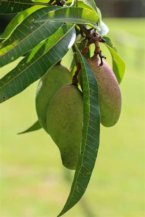 How To Plant A Mango Seed And Successfully Grow