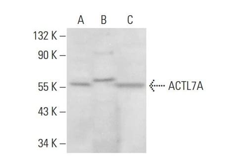 SCBT Santa Cruz Biotechnology