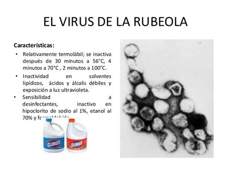 El Virus De La Rubeola