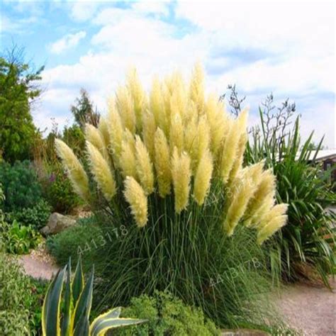 Purple Pampas Grass 300pcs Ornamental Cortaderia Seeds Free Shipping