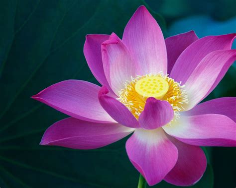 Free Download Nature Flowers Apple Inc Macro Macintosh Lotus Flower