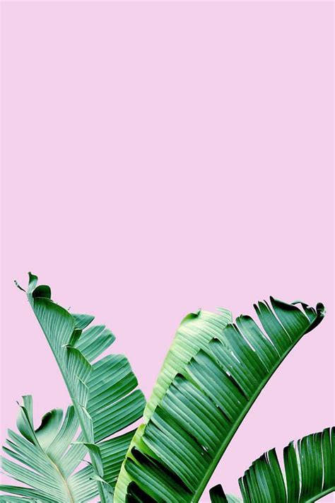 Banana Leaf Art File Leaves Wallpaper Iphone Banana Leaf Art Leaf Art