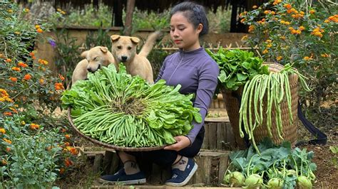 Harvest Kohlrabi Upland Beans And Bok Choy To Sell At The Market