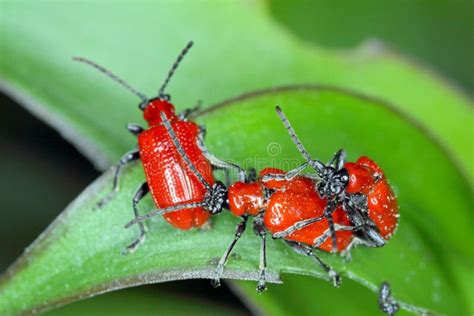 El Escarabajo Lirio Escarlata Escarabajo Lirio Rojo O Lirio Escarabajo