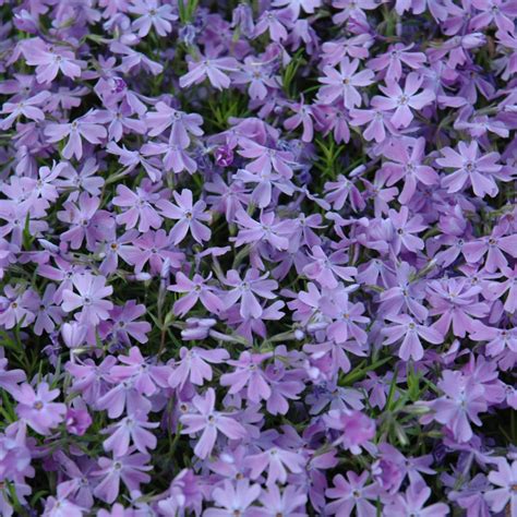 Emerald Blue Creeping Phlox Platt Hill Nursery