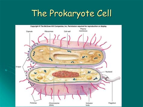 PPT - Prokaryote Cell Structure and Function PowerPoint Presentation ...